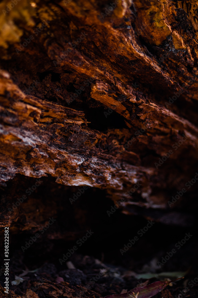 Tree texture