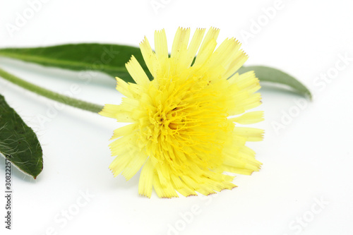 Mountain hawkweed (Hieracium hoppeanum) isolated on white.