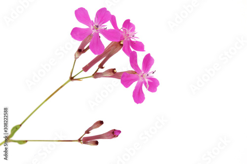 Sweet William catchfly (Silene armeria) isolated on white.