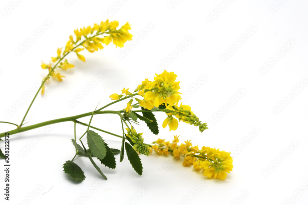 Obraz premium Common melilot (Melilotus officinalis) isolated on white.