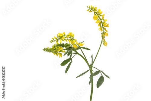 Common melilot (Melilotus officinalis) isolated on white.