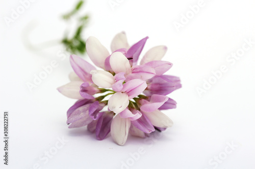 Crownvetch (Securigera varia) isolated on white.