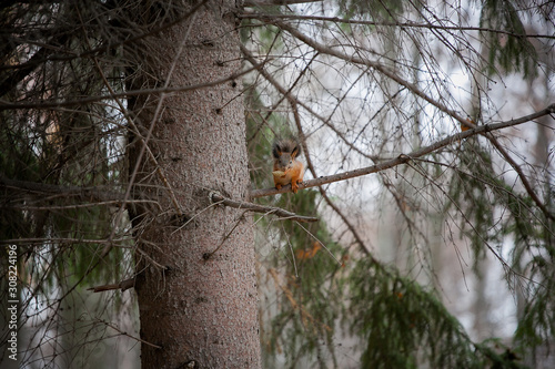 gorgeous red squirrel eats on a tree branch on a coniferous tree branch