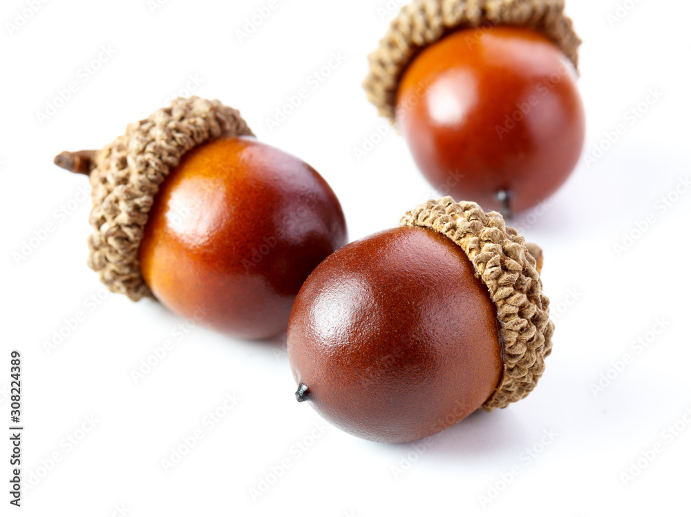 oak acorns with leaf isolated white background oak acorns with leaf isolated white background