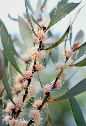 Australian native Hakea dactyloides in flower, family Proteaceae, growing in heath in summer in the Royal National Park, New South Wales, Australia. Commonly known as the Finger Hakea. Endemic to NSW 