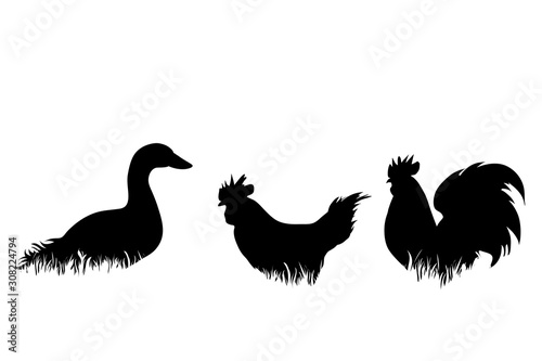 Vector silhouette of poultry in the grass on white background. Symbol of animal, duck, hen, cock, bird, farm, nature, pasture.