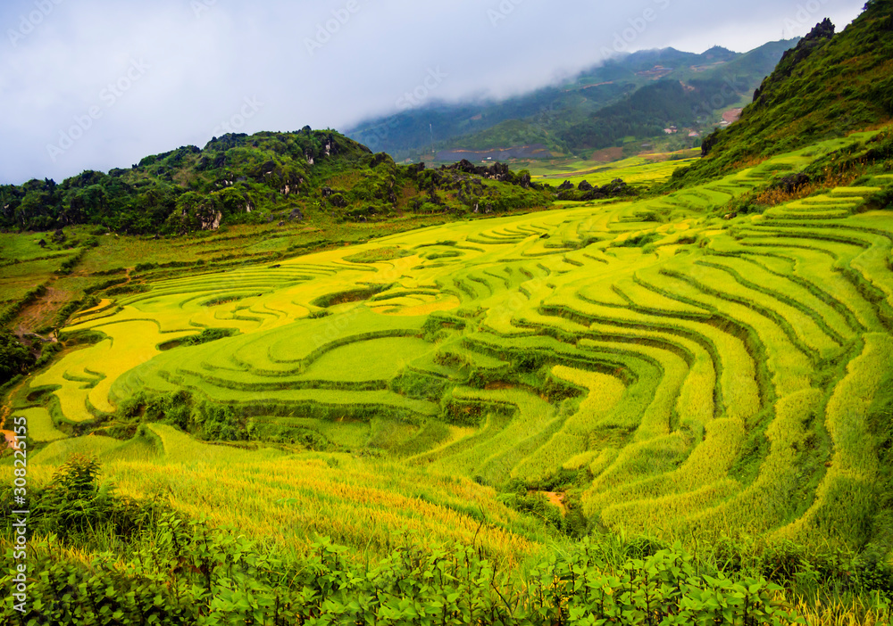 Panoramic view of green rice paddy fields in the mountains of Sapa, northern Vietnam