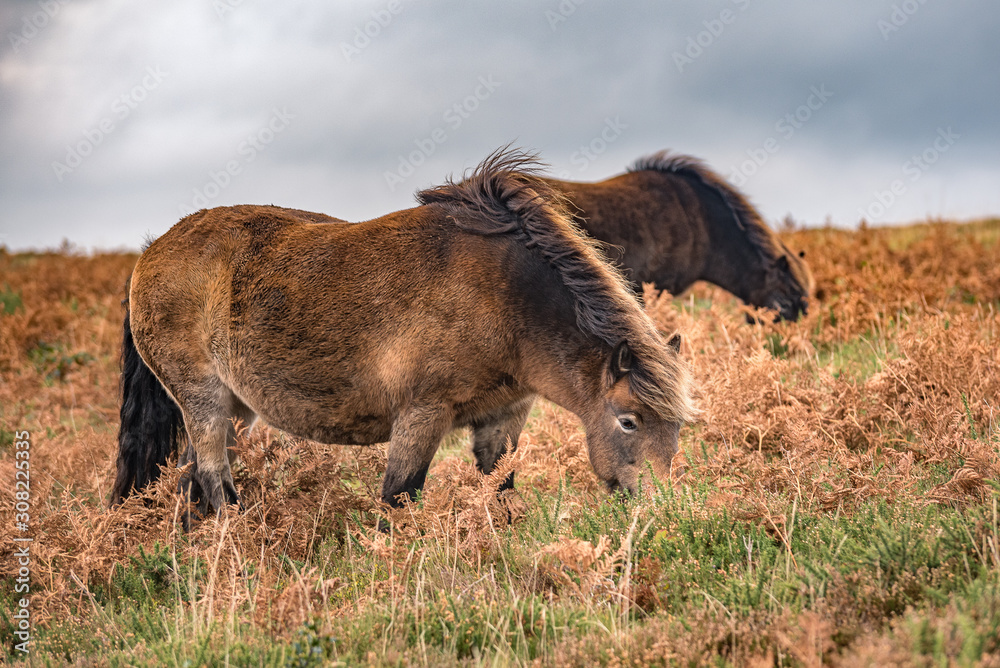 Konie na pastwiskach North Hill w Minehead  - obrazy, fototapety, plakaty 