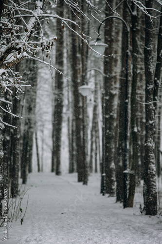 quiet empty coniferous forest park on a frosty cloudy afternoon, trees in white hoarfrost