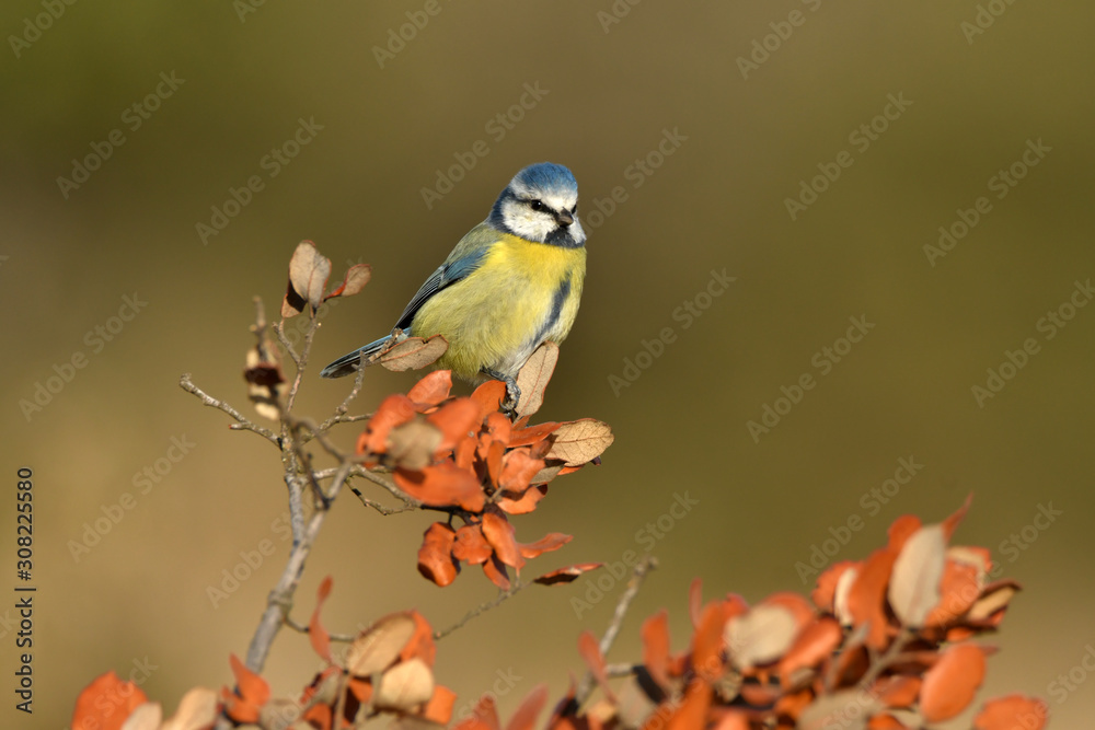 Obraz premium herrerillo