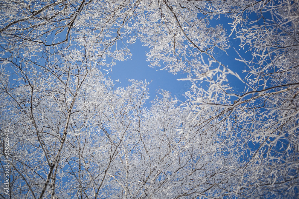 snowy trees against the blue sky. bottom view of the sky through the snowy branches of trees. snowy trees against the blue sky. bottom view of the sky through the snowy branches of trees.