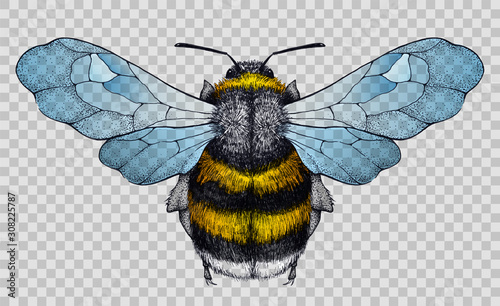 Honey bee tattoo.Illustration on transparent