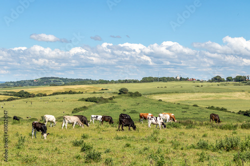 Vaches dans une pâture près d'Equihen - Paysage du bocage boulonnais