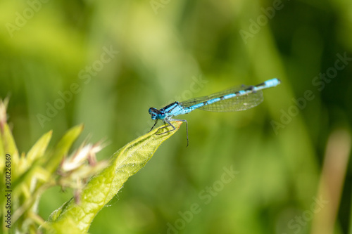 Agrion