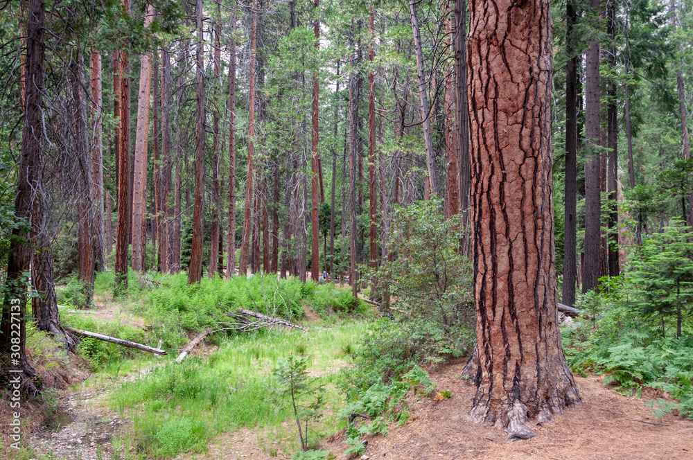 Fototapeta premium Forest in Yosemite National Park California USA
