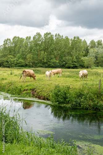 Le fleuve Aa à Renty, bordé de prés où paissent des vaches