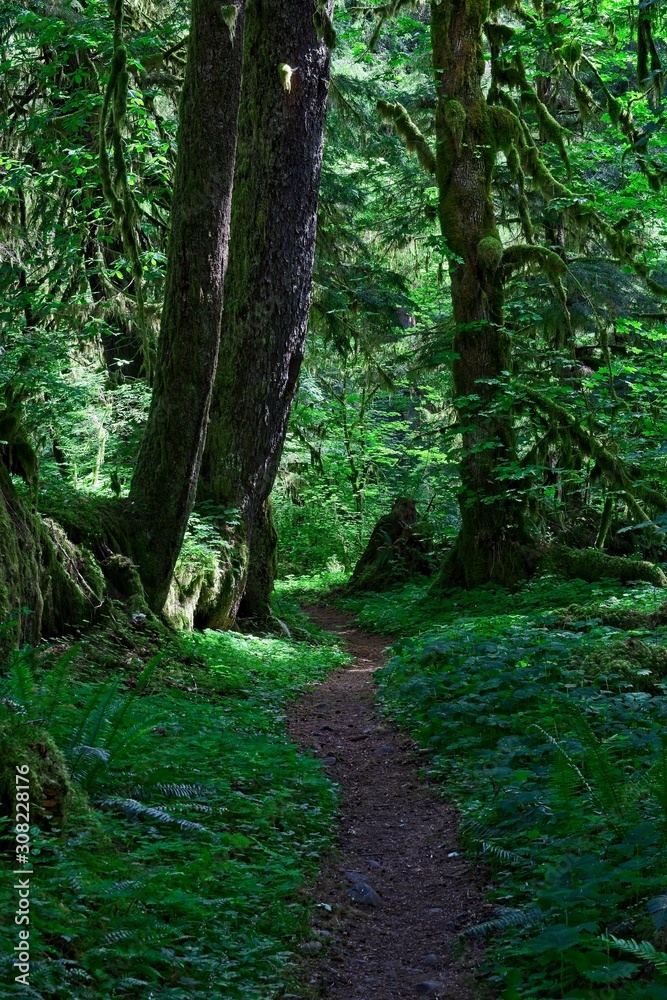 Obraz premium woodland path 