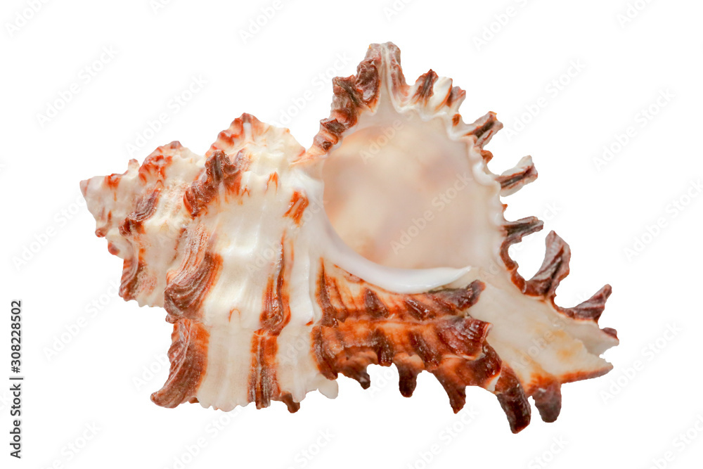 Murex spiny seashell isolate macro Murex spiny seashell isolate macro