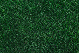 Top view of green grass texture. for background.