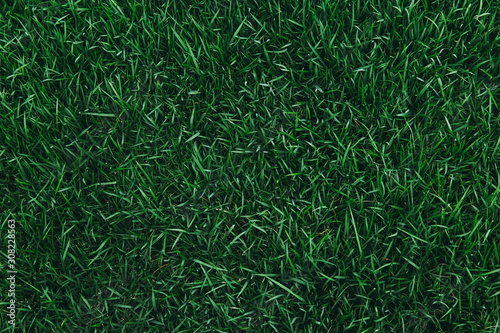 Top view of green grass texture. for background. photo