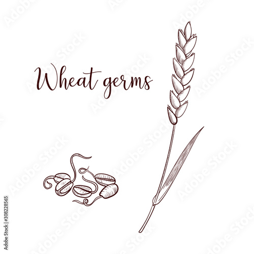 vector drawing wheat germs
