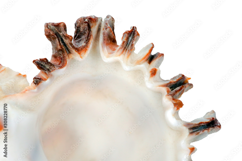 Murex spiny seashell isolate macro