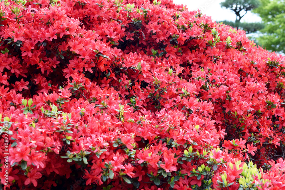 茨城県水戸市 偕楽園の花