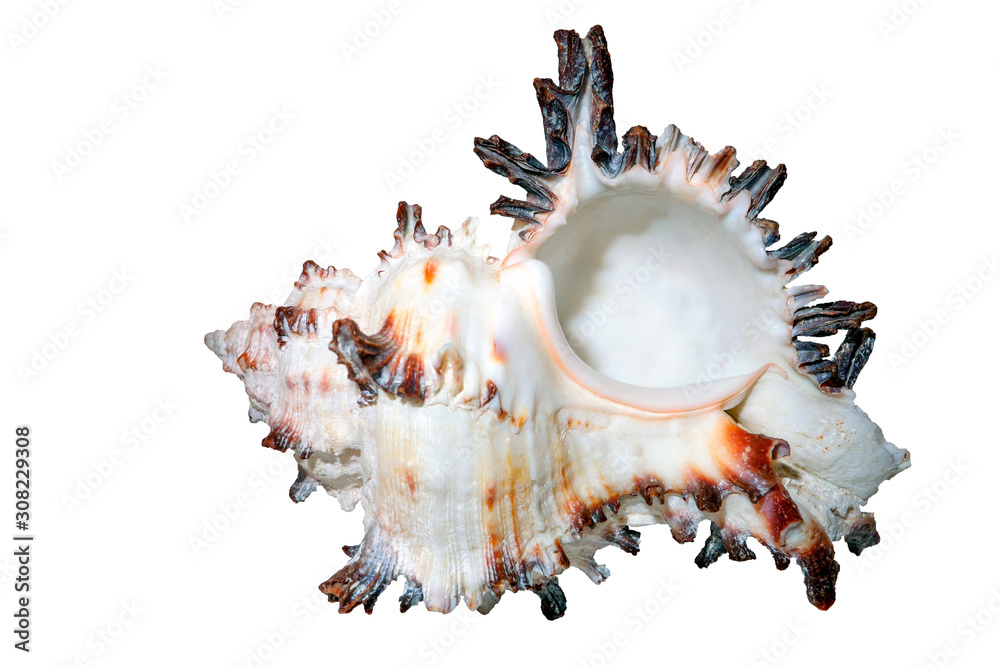 Murex spiny seashell isolate macro Murex spiny seashell isolate macro