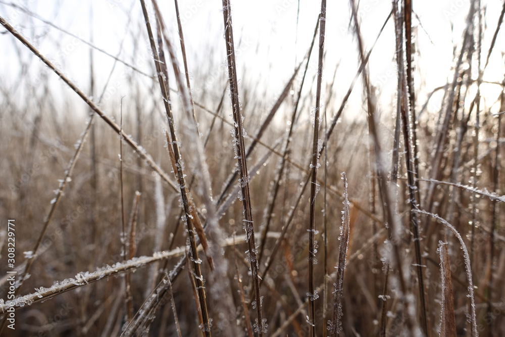 Dry grass covered with hoarfrost on a clear day close-up. Winter background Dry grass covered with hoarfrost on a clear day close-up. Winter background