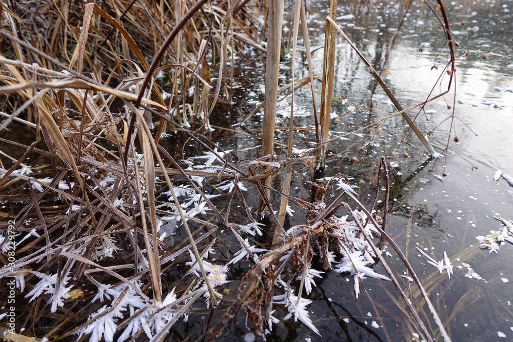 Icebound lake shore with growing reeds and reeds.