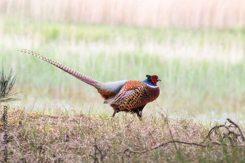 Fototapeta premium Faisan mâle dans le Parc Ornithologique du Marquenterre