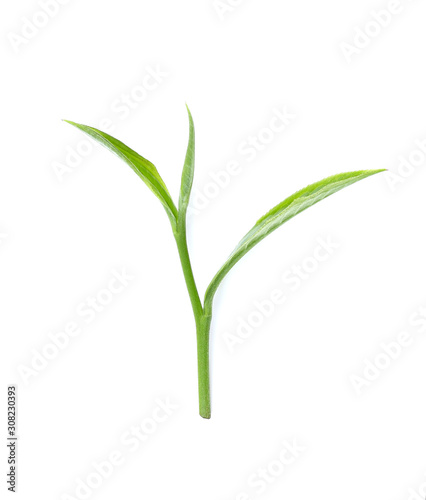green tea leaf isolated on white background © pairoj