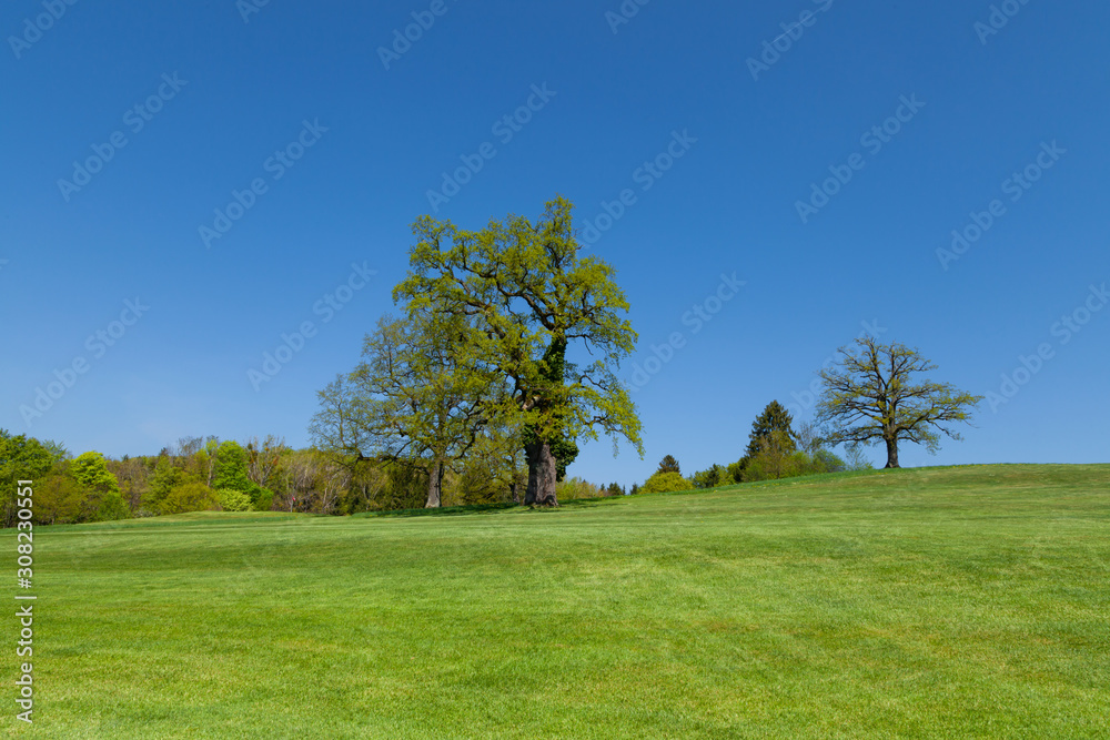 Eiche im Hintergrund mit tiefblauem Himmel und grünem Rasen im Vordergrund Eiche im Hintergrund mit tiefblauem Himmel und grünem Rasen im Vordergrund