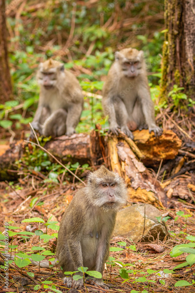 Crab eating macaque ( macaca fascicularis) family, Mauritius.