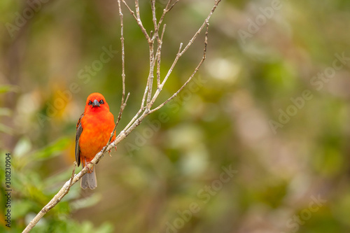 Bright Red Fody (Foudia madagascariensis) on a tree branch on natural blurred background, Mauritius island.