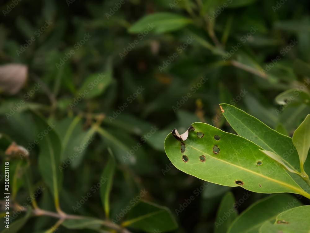 Close-up Fresh Green Leaf with Small Holes Eaten by Pests Close-up Fresh Green Leaf with Small Holes Eaten by Pests