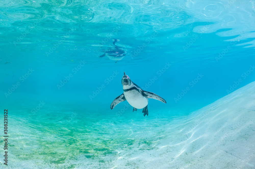 Naklejka premium Humboldt penguin swimming underwater.