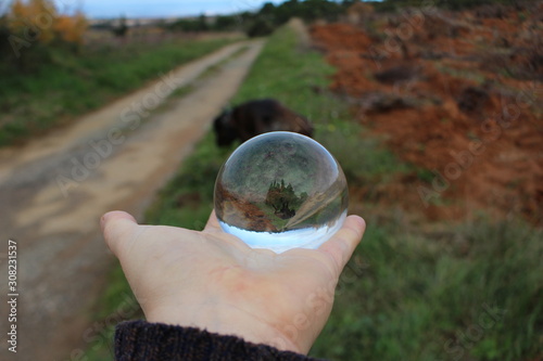 chien vu dans une boule de cirstal photo