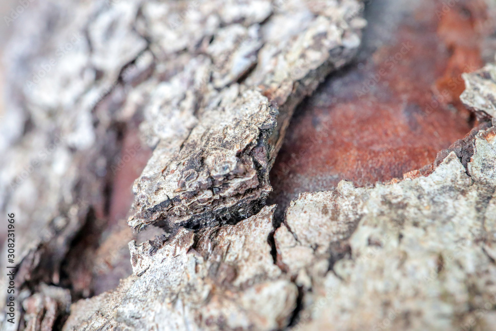 the bark of old pear tree as background macro