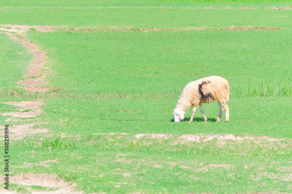 Fototapeta premium Weird looking sheep is grazing green grass in Phan Rang, Ninh Thuan, Vietnam