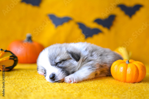 welsh corgi pembroke puppy halloween pumpkin