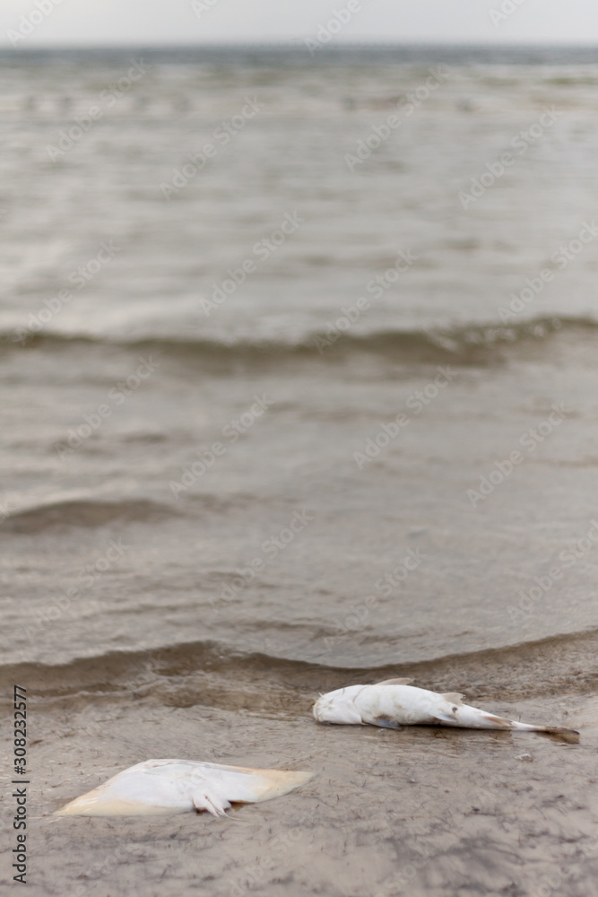 An ocean shore scattered with the dead bodies of sea creatures. An ocean shore scattered with the dead bodies of sea creatures.