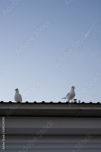 Sea gulls are sitting on the roof of the house. Early autumn morning. Blue sky and airplane in the distance.