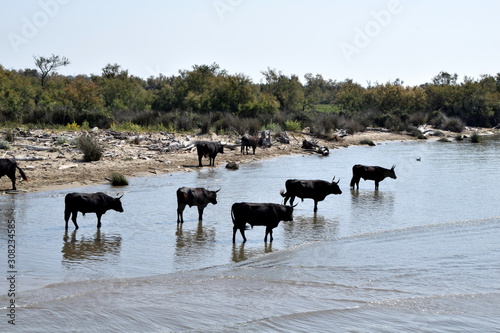 wild bulls and horses of Camargue, southern France
