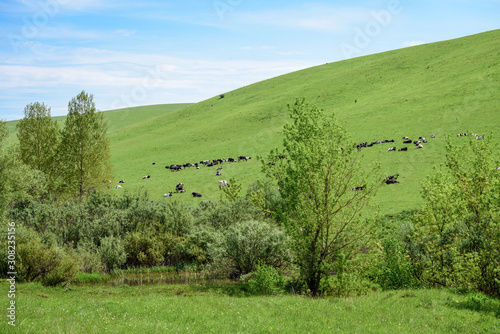 Large herd of spotted cows graze on the green grass in the mountains.