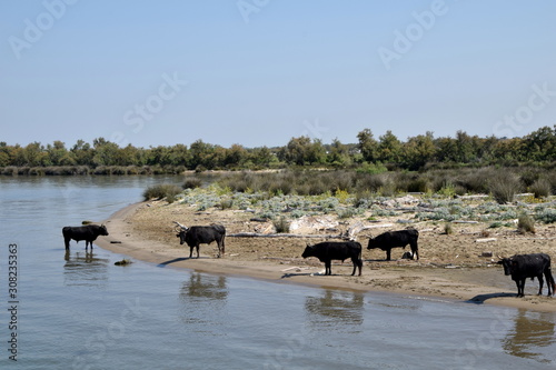 wild bulls and horses of Camargue, southern France © Sabine