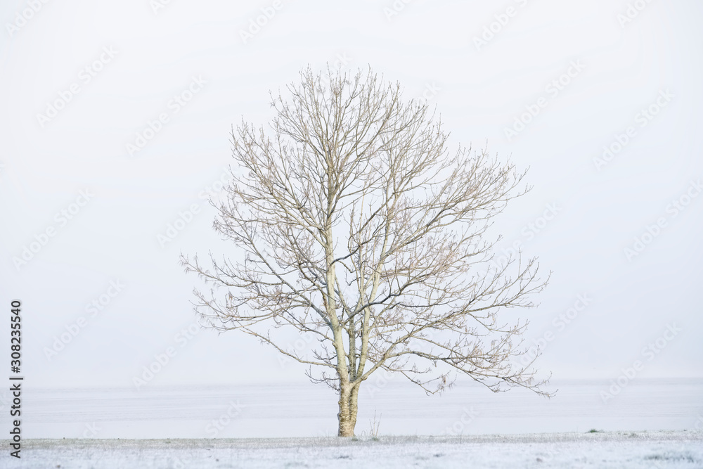 Fototapeta premium Lone tree in white winter fog scene for peace tranquility and mindfulness