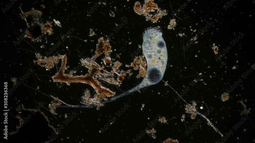 in pond water under microscope unicellular organisms Stock ビデオ Adobe Stock