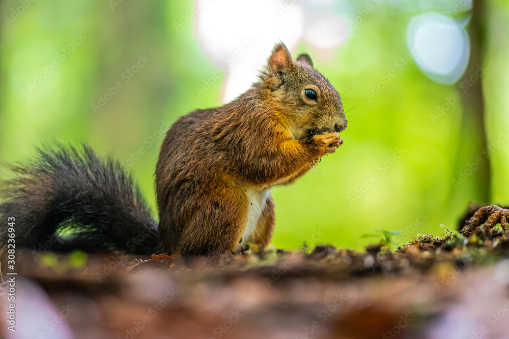 Eichhörnchen am Essen im Wald Eichhörnchen am Essen im Wald