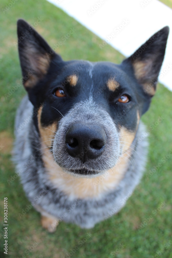 portrait of a dog Blue heeler cattle dog 